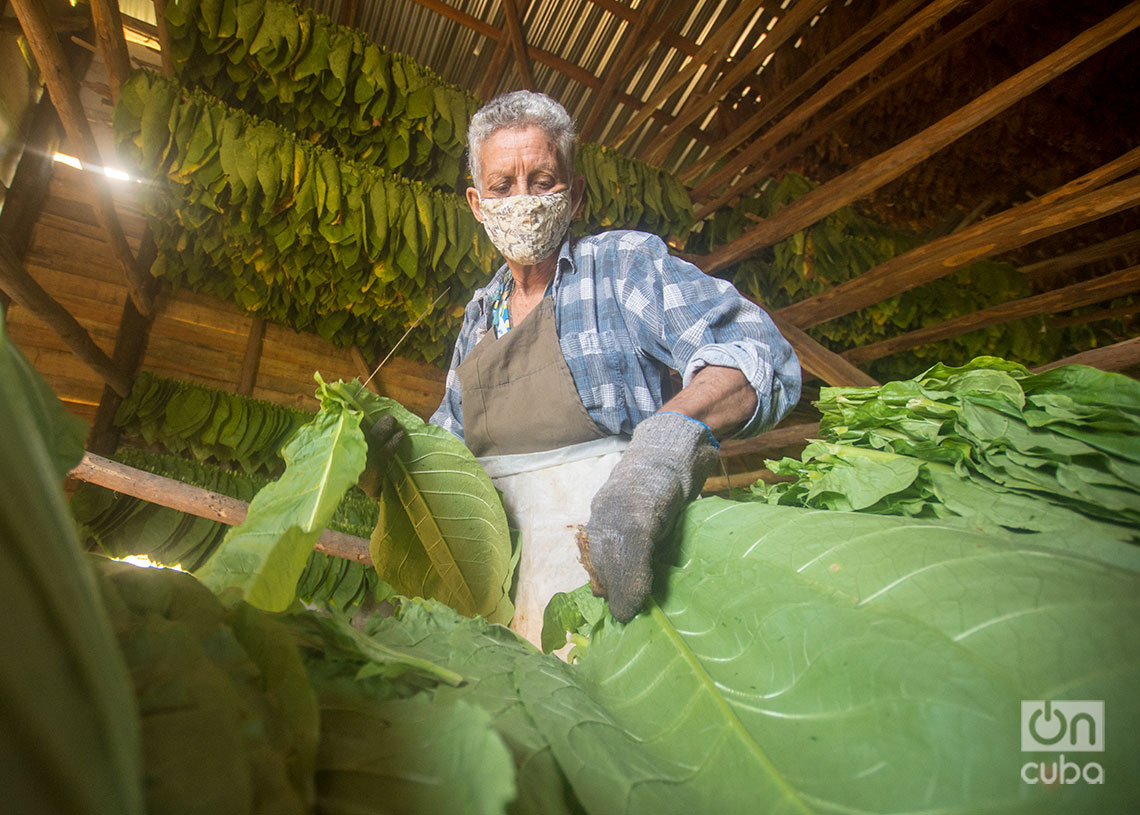 Ensarte de la hoja de tabaco en una casa de cura, en el Hoy de Monterrey, San Juan y Martínez, Pinar del Río. Foto: Otmaro Rodríguez.