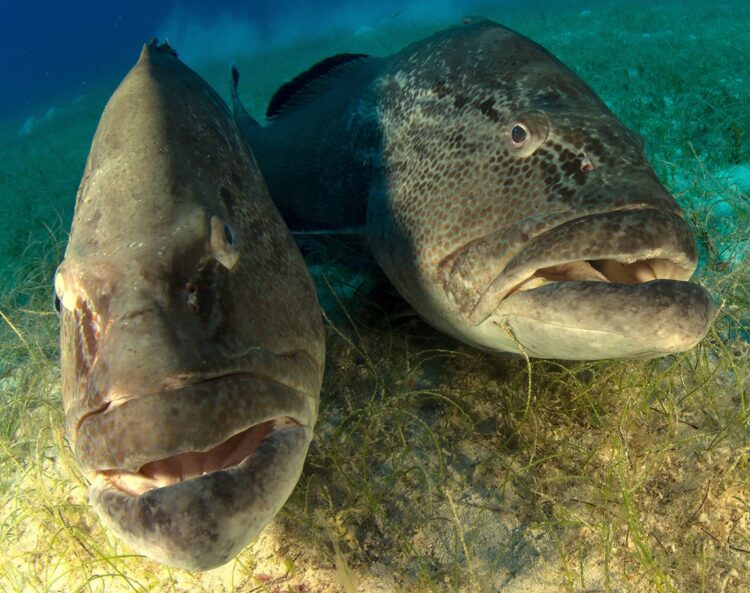 Las regulaciones vigentes prohíben la captura, desembarque y comercialización de especies como el aguají, el cibi y el coronado. En la imagen, dos aguajíes en aguas de La Habana. Foto: Naturaleza Secreta/Facebook.