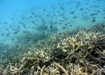 Barrera coralina de Australia afectada por el aumento de la temperatura global. Foto: Dan Peled / EFE.