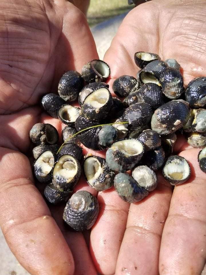 Caracoles muertos por un derrame contaminante en la bahía de Cárdenas, según usuarios de las redes sociales. Foto: Perfil de Facebook de Kiryat Poey.