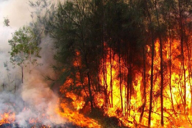 Incendio forestal en Pinar del Río Foto:  TelePinar / Archivo.