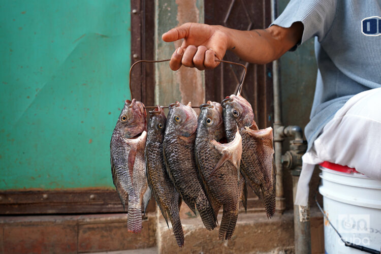 Un pescador cubano muestra sus recientes capturas a posibles clientes. Foto: Alejandro Ernesto / Archivo.