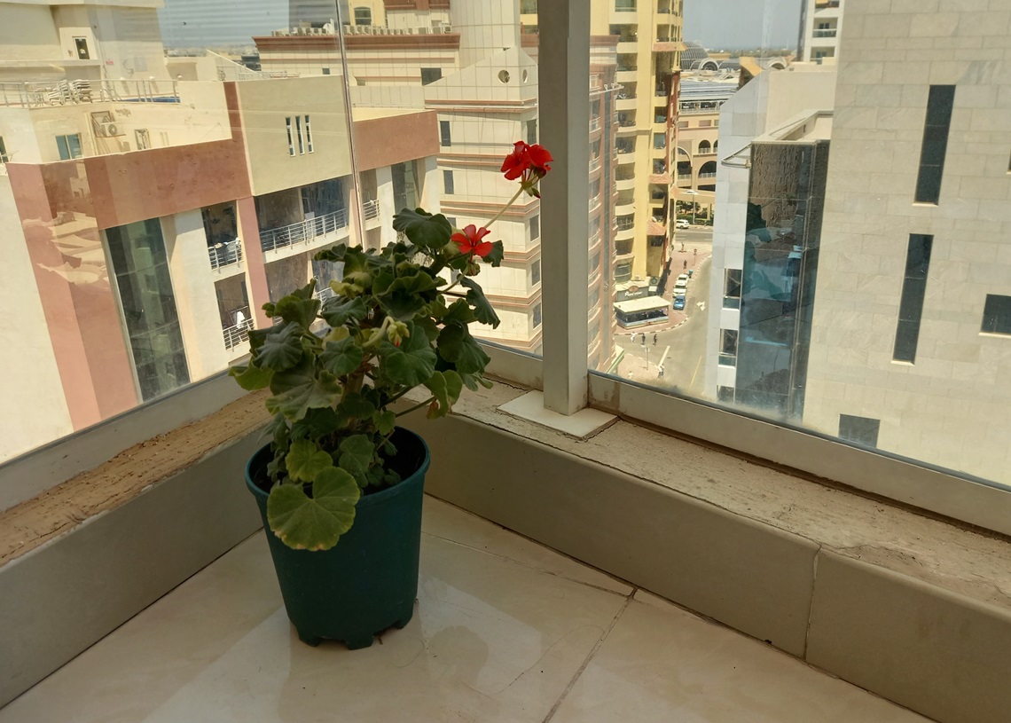La pequeña planta de flores rojas en el balcón de mi cuarto en Dubái. Foto: Eric Caraballoso Díaz.