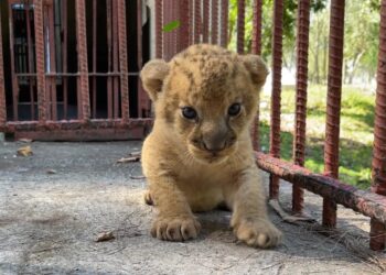 Jorgito, el cachorro de león que nació en cautiverio en el zoológico de Sancti Spíritus. Foto: Radio Sancti Spíritus.