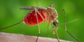 El mosquito Culex quinquefasciatus, transmisor de la Fiebre de Oropouche. Foto: Foto: Wikimedia Commons / CDC/ James Gathany Archivo.