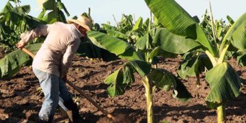 Campesino trabajando en Las Tunas. Foto: Tiempo21.cu