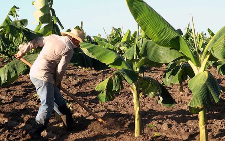 Campesino trabajando en Las Tunas. Foto: Tiempo21.cu