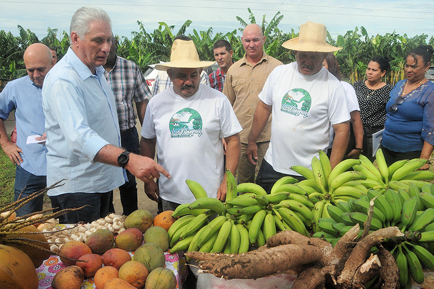 Díaz-Canel en la finca de los hermanos Velázquez, de Majibacoa, considerada un referente de sostenibilidad ambiental. Foto: Periódico 26.