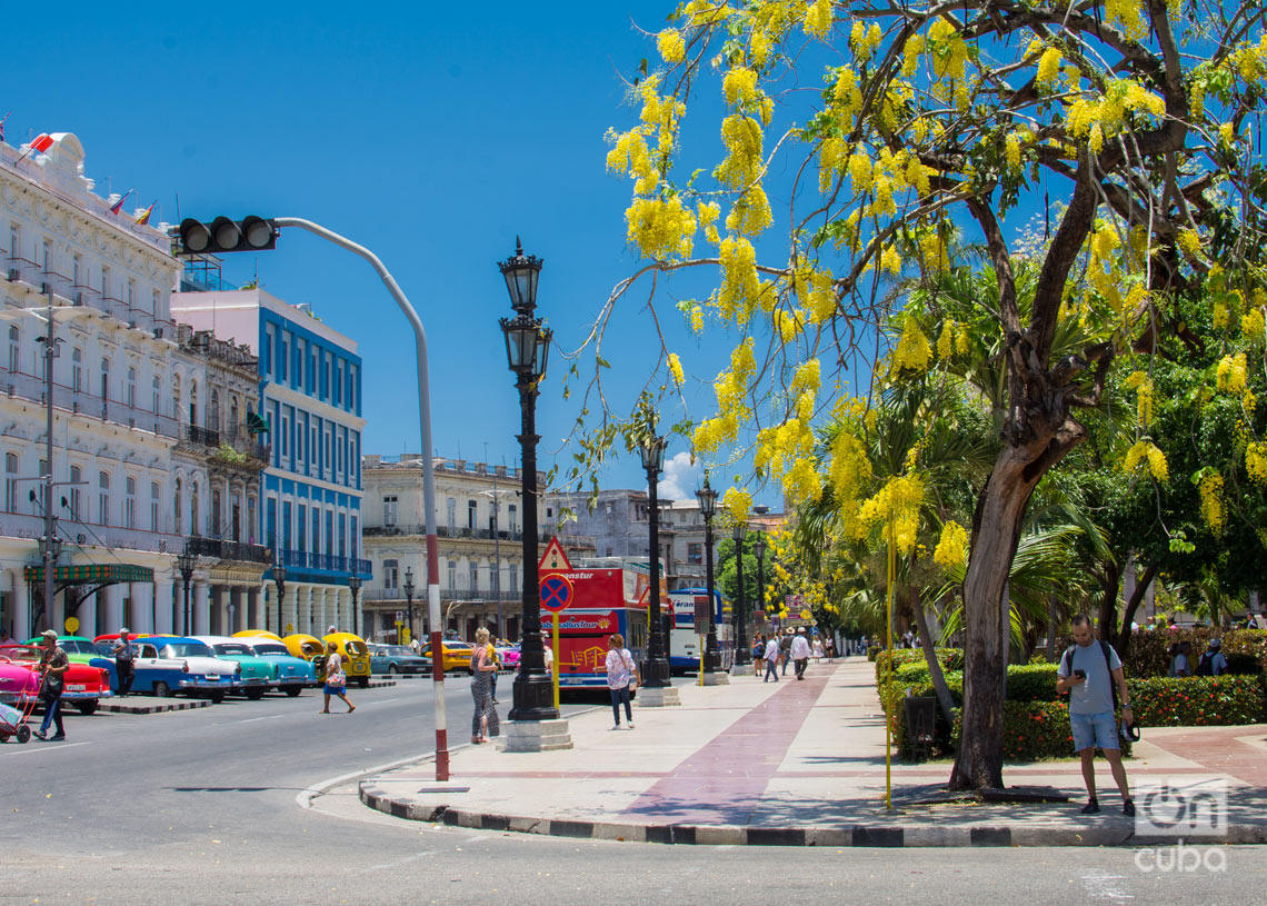 Árboles florecidos en La Habana. Foto: Otmaro Rodríguez.