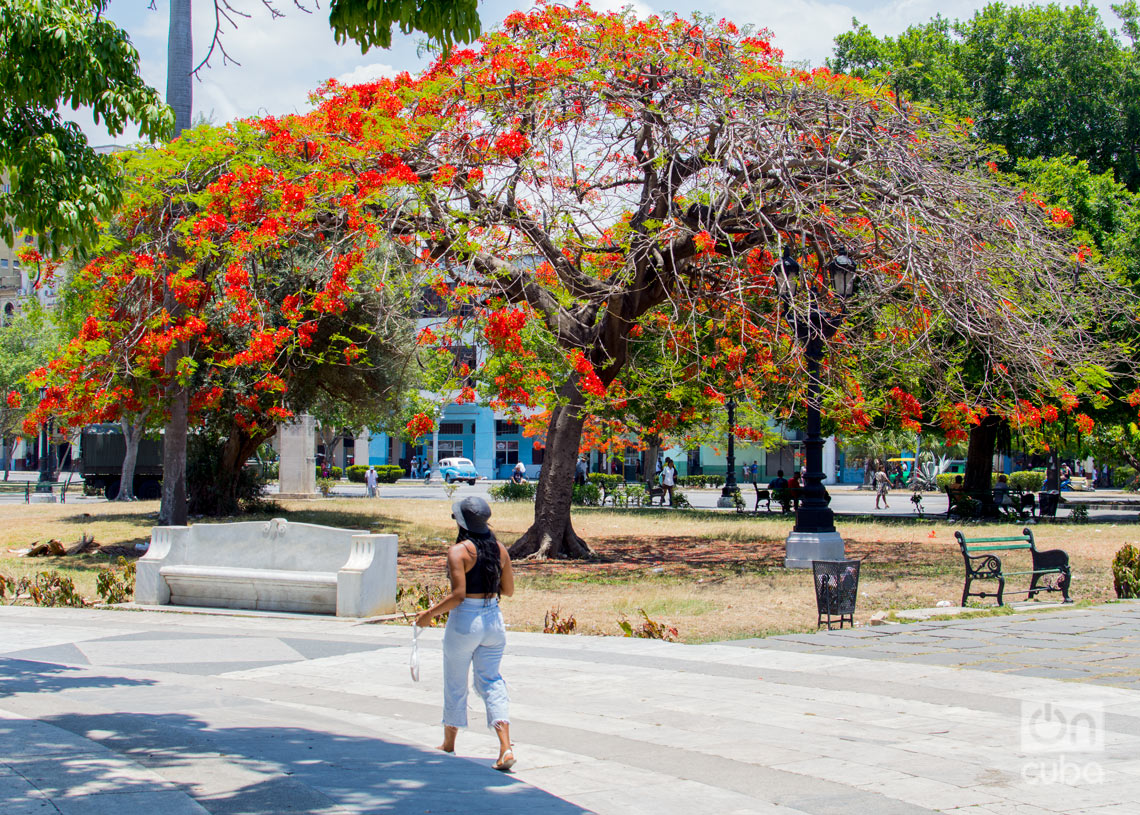 Árboles florecidos en La Habana. Foto: Otmaro Rodríguez.