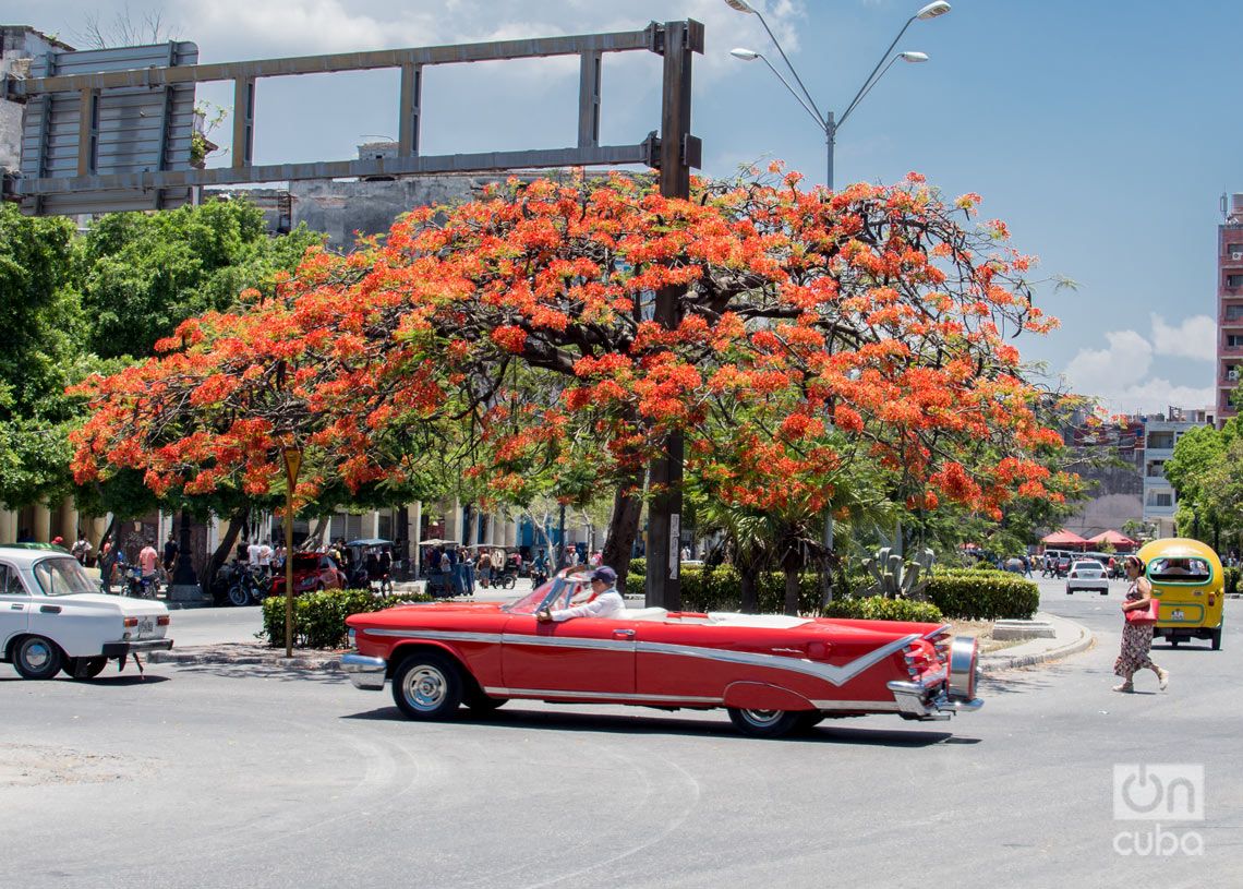 Árboles florecidos en La Habana. Foto: Otmaro Rodríguez.