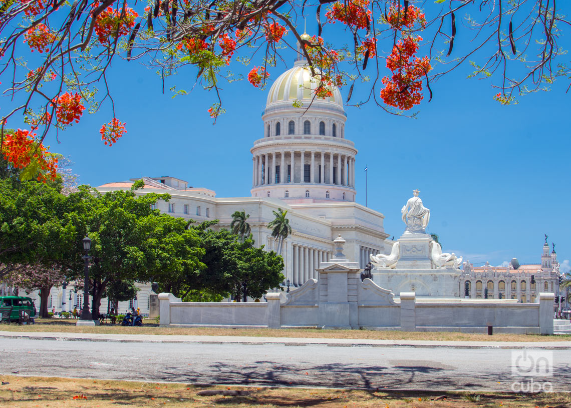 Árbol florecido en La Habana. Foto: Otmaro Rodríguez.