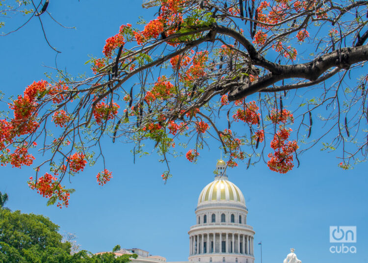 Árbol florecido en La Habana. Foto: Otmaro Rodríguez.