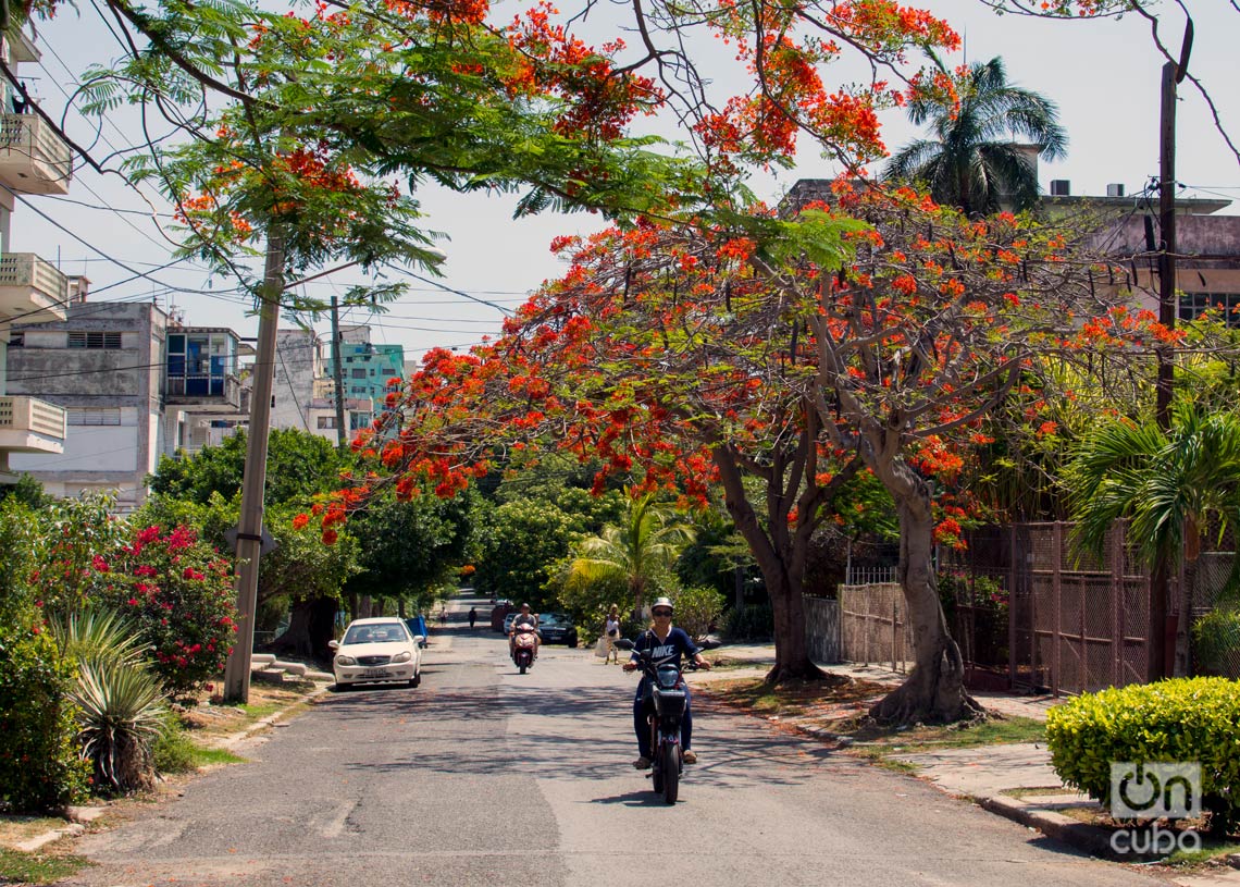 Árboles florecidos en La Habana. Foto: Otmaro Rodríguez.