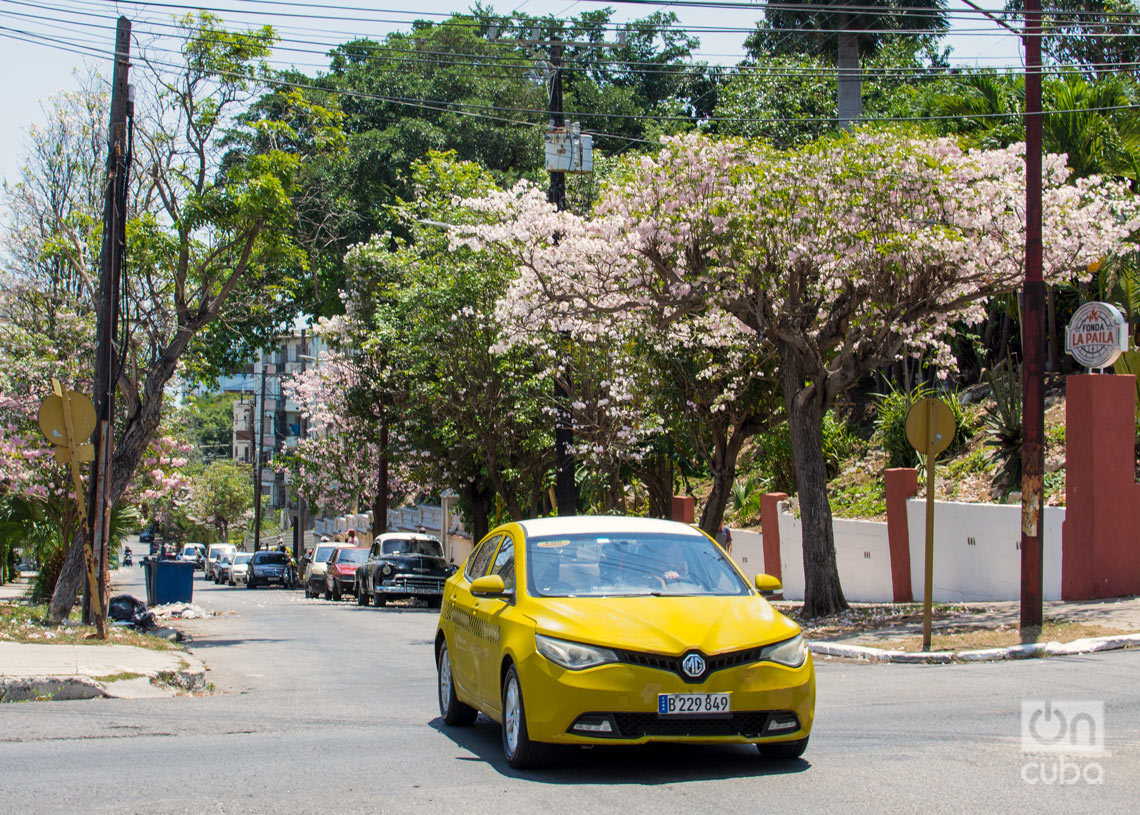 Árboles florecidos en La Habana. Foto: Otmaro Rodríguez.