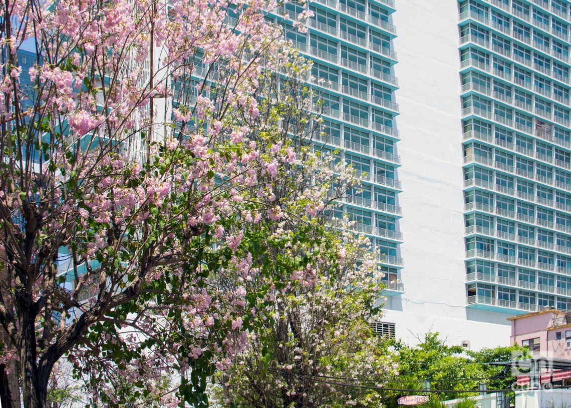 Árbol florecido en La Habana. Foto: Otmaro Rodríguez.