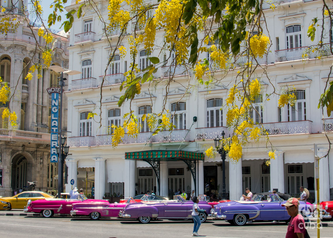 Árboles florecidos en La Habana. Foto: Otmaro Rodríguez.