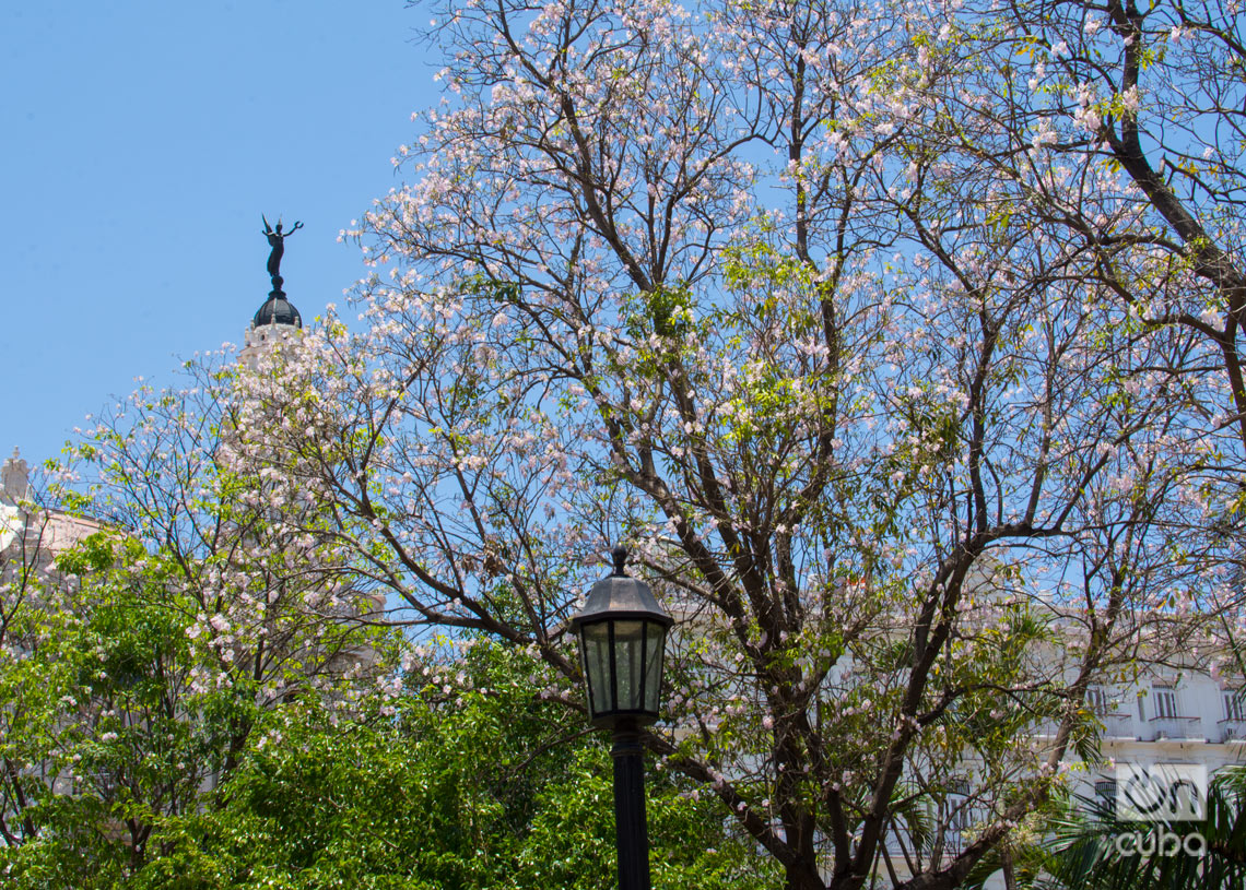 Árboles florecidos en La Habana. Foto: Otmaro Rodríguez.