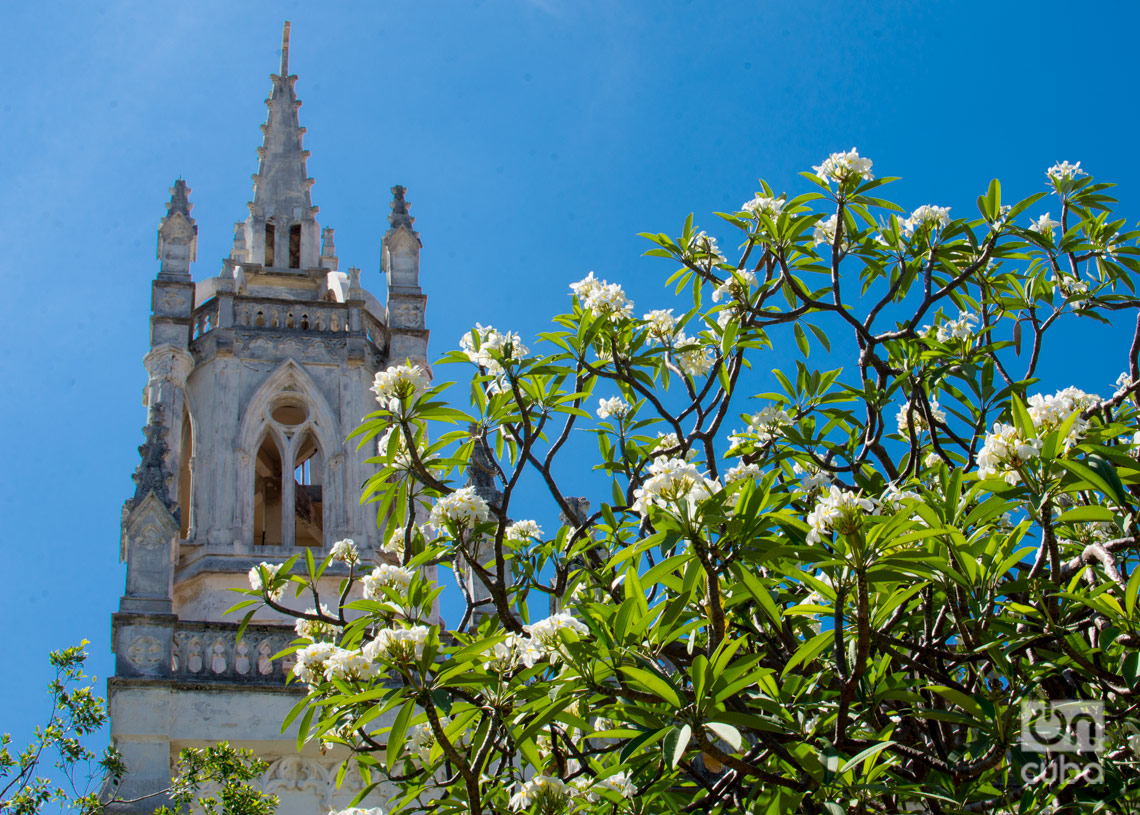 Árbol florecido en La Habana. Foto: Otmaro Rodríguez.