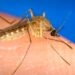 El mosquito Culex quinquefasciatus, transmisor de la Fiebre de Oropouche. Foto: pixnio.com / Archivo.