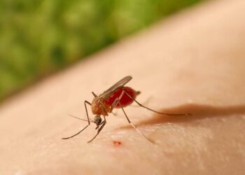 Mosquito transmisor del virus del Oropouche. Foto: sabervivirtv.com / Archivo.