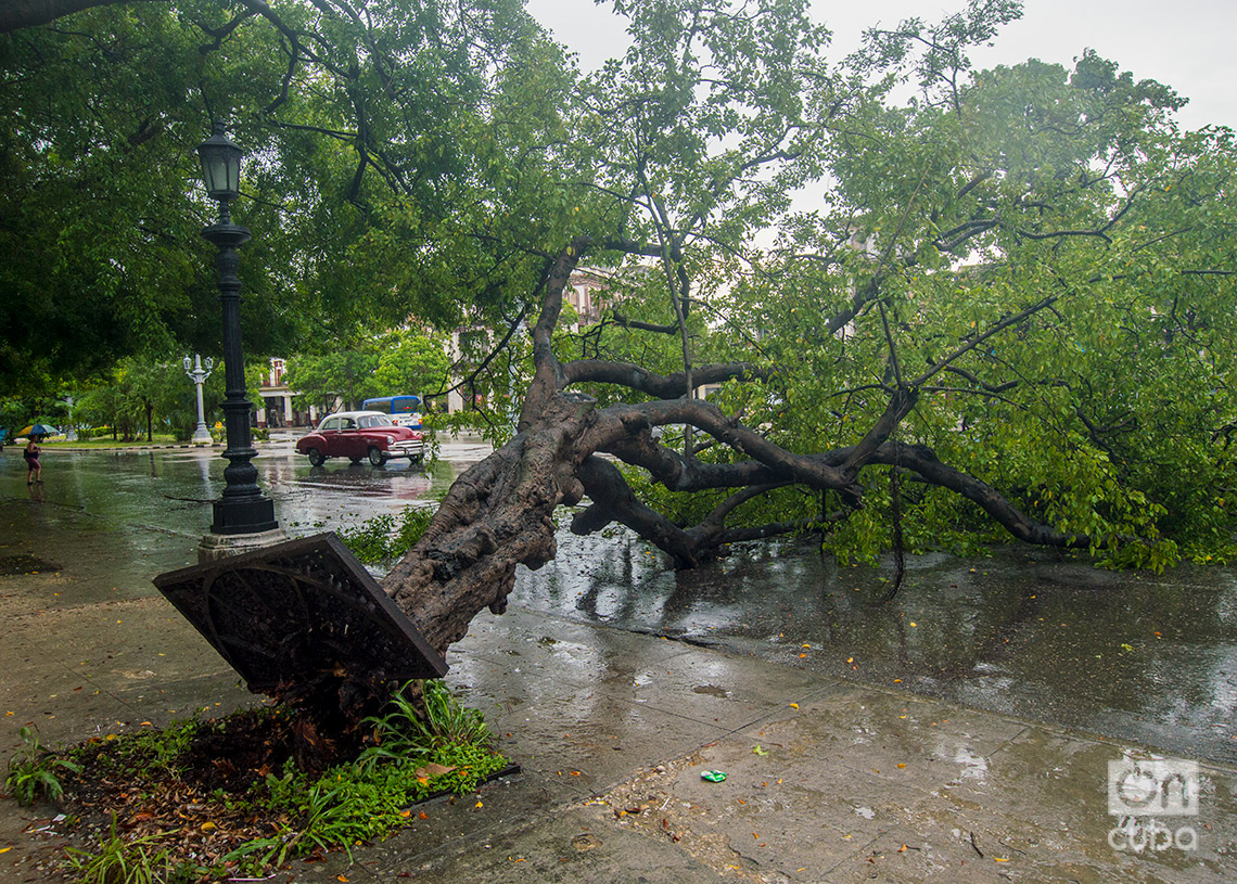 Árbol caído en el Parque de La Fraternidad, en La Habana, durante las lluvias de la tormenta Debby. Foto: Otmaro Rodríguez.