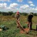 Trabajadores agrícolas cubanos laboran en tierras en usufructo.  Foto: periódico Ahora.