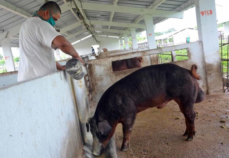 La producción porcina está sumamente deprimida en Cuba. Foto: periódico !Ahora!