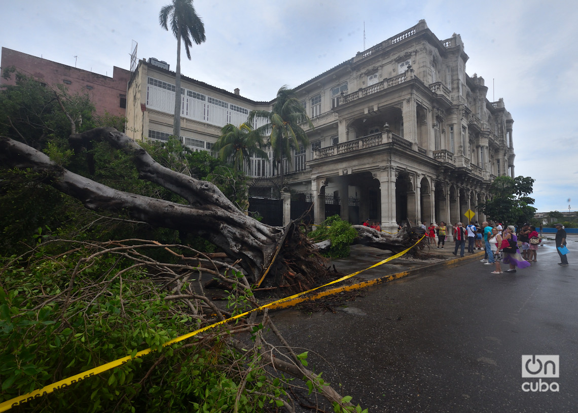 Árbol caído frente a la embajada de España en La Habana debido al azote del huracán Rafael. Foto: Otmaro Rodríguez.