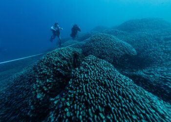 Una expedición científica descubre el coral más grande del mundo en las Islas Salomón. Foto: EFE/ Manu San Felix / National Geographic Pristine Seas /