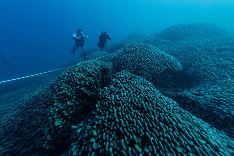 Una expedición científica descubre el coral más grande del mundo en las Islas Salomón. Foto: EFE/ Manu San Felix / National Geographic Pristine Seas /