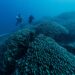 Una expedición científica descubre el coral más grande del mundo en las Islas Salomón. Foto: EFE/ Manu San Felix / National Geographic Pristine Seas /