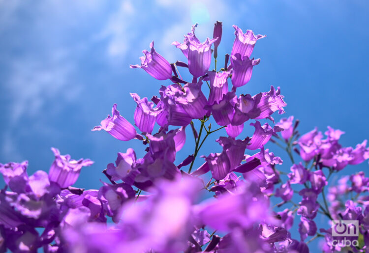 Sus flores, de un azul-violeta único, tienen una forma tubular que alcanza hasta cinco centímetros. Foto: Kaloian.