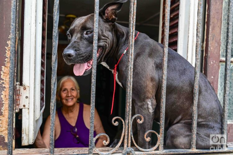 La perra que desde su ventana observa todo lo que sucede en el barrio. Foto: Kaloian.