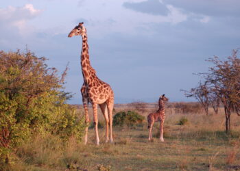 Jirafa y bebé en Kenia, foto de Tanya Sanerib/Centro para la Diversidad Biológica.