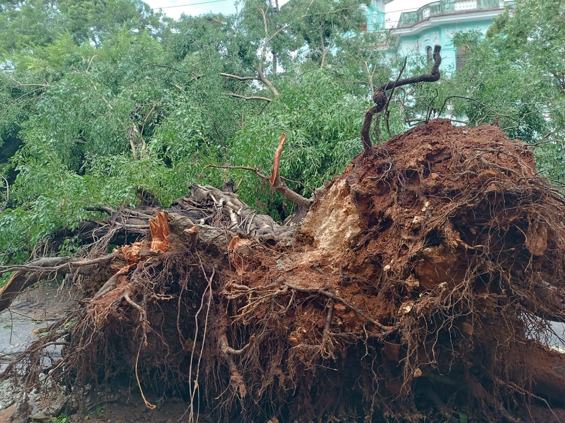 Árbol derribado por el huracán Rafael en el Vedado, La Habana. Foto: Milena Recio.