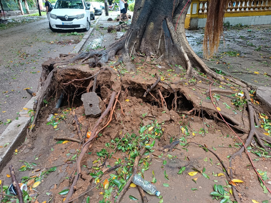 Árbol dañado por el huracán Rafael en el Vedado, La Habana. Foto: Milena Recio.