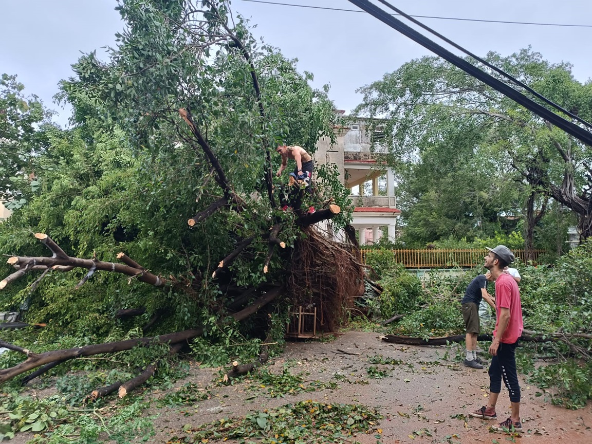 Vecinos cortan árboles derribados por el huracán Rafael en el Vedado, La Habana. Foto: Milena Recio.