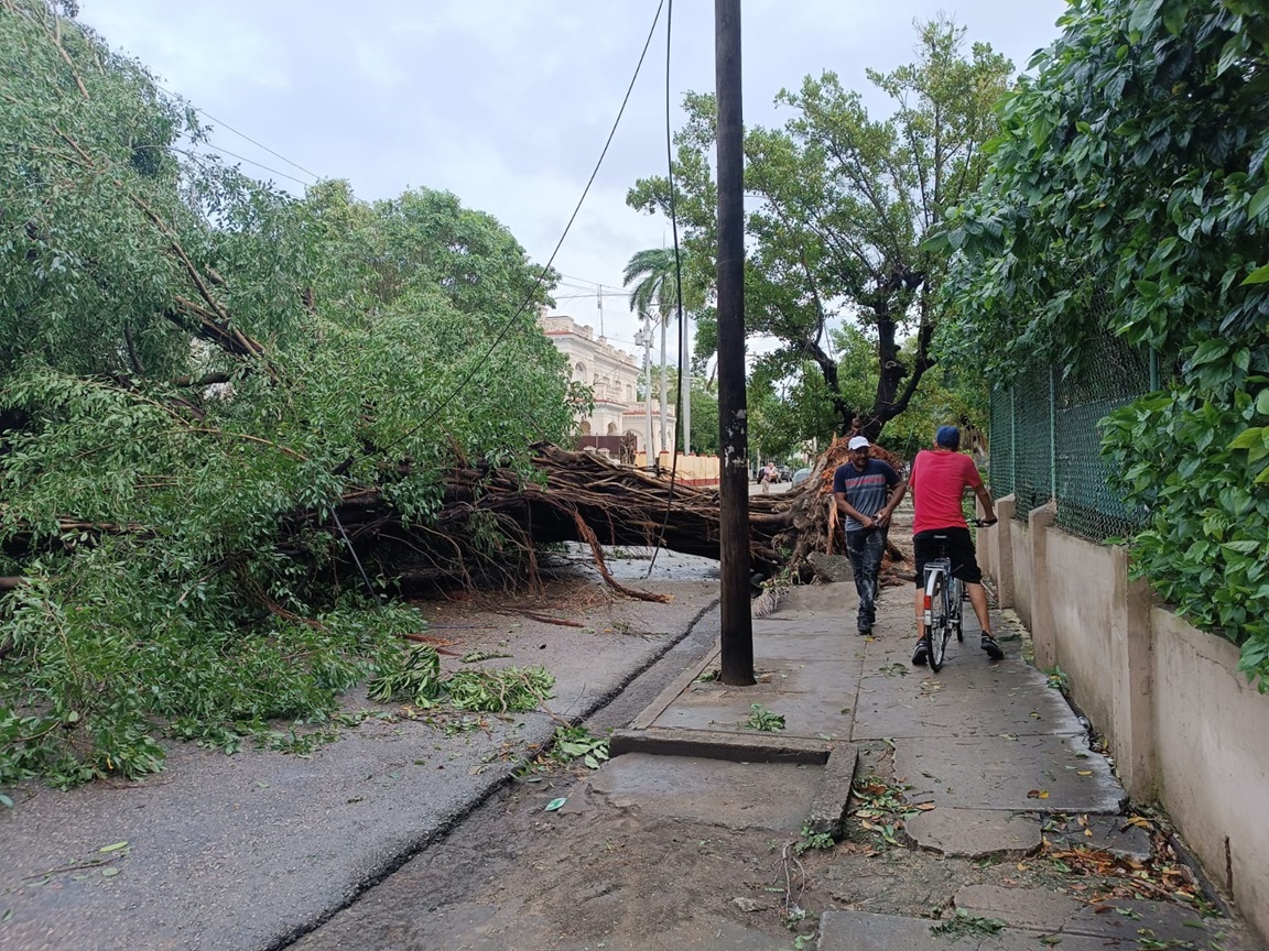 Árbol derribado por el huracán Rafael en el Vedado, La Habana. Foto: Milena Recio.