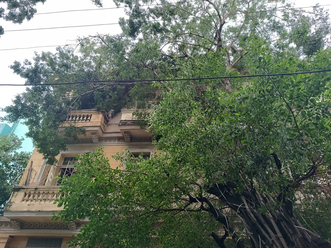 Árbol dañado por el huracán Rafael en el Vedado, La Habana. Foto: Milena Recio.