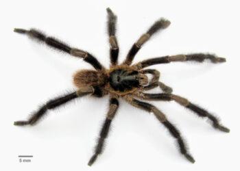 Fotografía cedida por David Ortiz de una nueva especie de araña del género Trichopelma grande, descubierta en el Parque Nacional de Viñales, en el extremo occidental de Cuba. Foto: David Ortiz / EFE.