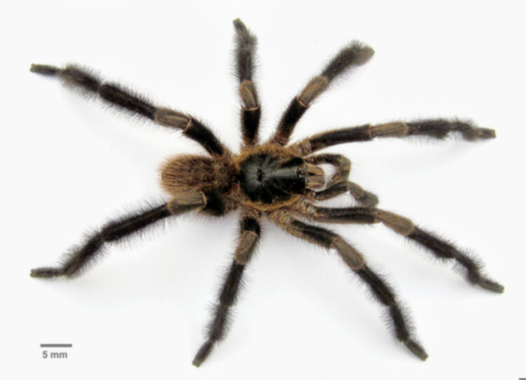 Fotografía cedida por David Ortiz de una nueva especie de araña del género Trichopelma grande, descubierta en el Parque Nacional de Viñales, en el extremo occidental de Cuba. Foto: David Ortiz / EFE.