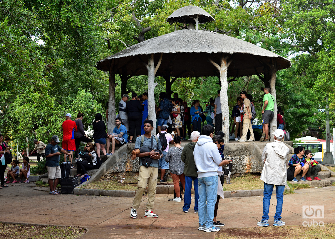 Feria de adopciones e higienización organizada por el grupo Bienestar Animal Cuba (BAC) en el parque de H y 21, en La Habana. Foto: Otmaro Rodríguez.