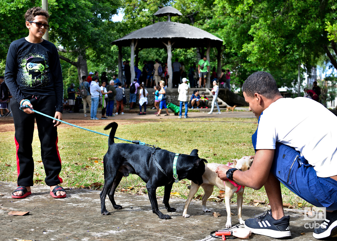 Feria de adopciones e higienización organizada por el grupo Bienestar Animal Cuba (BAC) en el parque de H y 21, en La Habana. Foto: Otmaro Rodríguez.