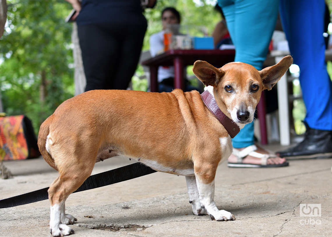 Feria de adopciones e higienización organizada por el grupo Bienestar Animal Cuba (BAC) en el parque de H y 21, en La Habana. Foto: Otmaro Rodríguez.