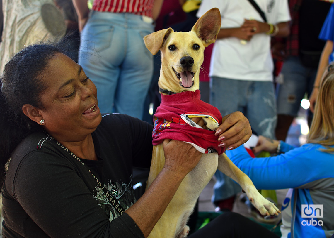 Feria de adopciones e higienización organizada por el grupo Bienestar Animal Cuba (BAC) en el parque de H y 21, en La Habana. Foto: Otmaro Rodríguez.