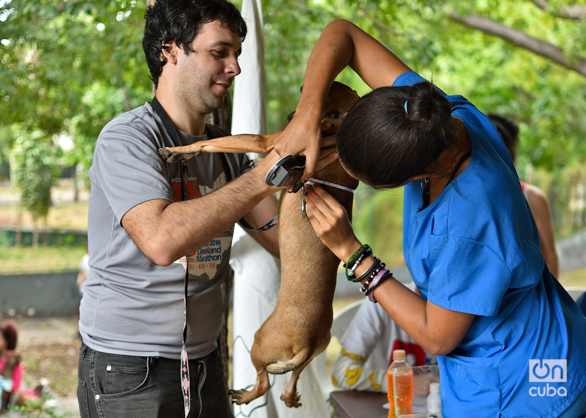 Una especialista realiza la medición de un perro antes de vacunarlo, en una feria organizada por el grupo Bienestar Animal Cuba (BAC) en el parque de H y 21, en La Habana. Foto: Otmaro Rodríguez.