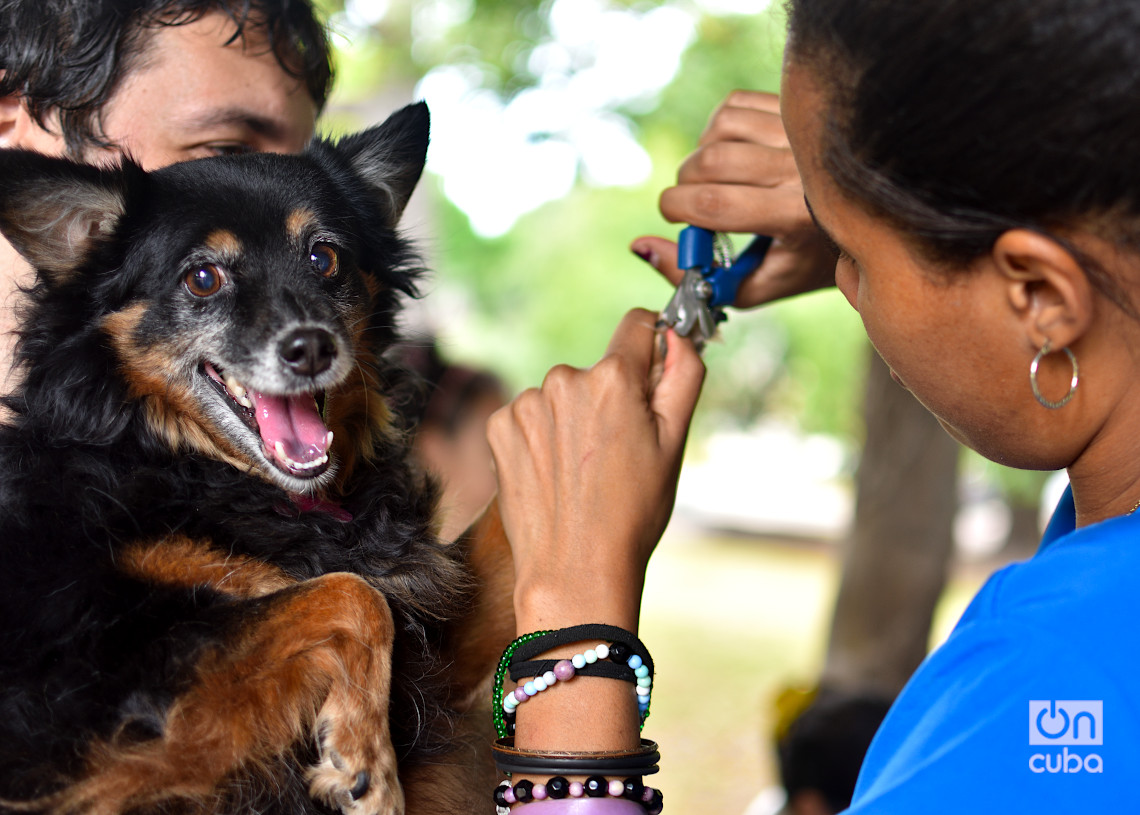 Corte de uñas a un perro en una feria organizada por el grupo Bienestar Animal Cuba (BAC) en el parque de H y 21, en La Habana. Foto: Otmaro Rodríguez.