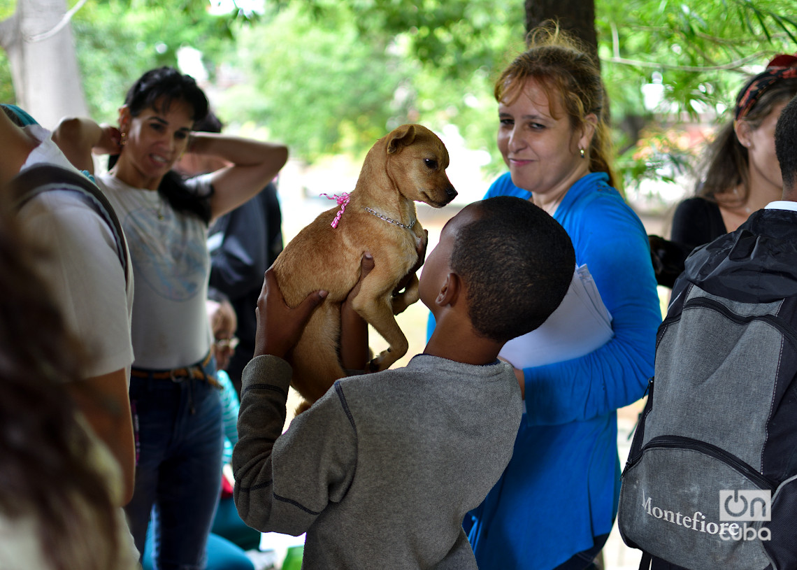 Niño adopta un perro en una feria organizada por el grupo Bienestar Animal Cuba (BAC) en el parque de H y 21, en La Habana. Foto: Otmaro Rodríguez.