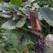 Una chica esparce perfume entre las plantas al fondo de un callejón para conformar la obra “Bosque con Chanel no.5” (2016).